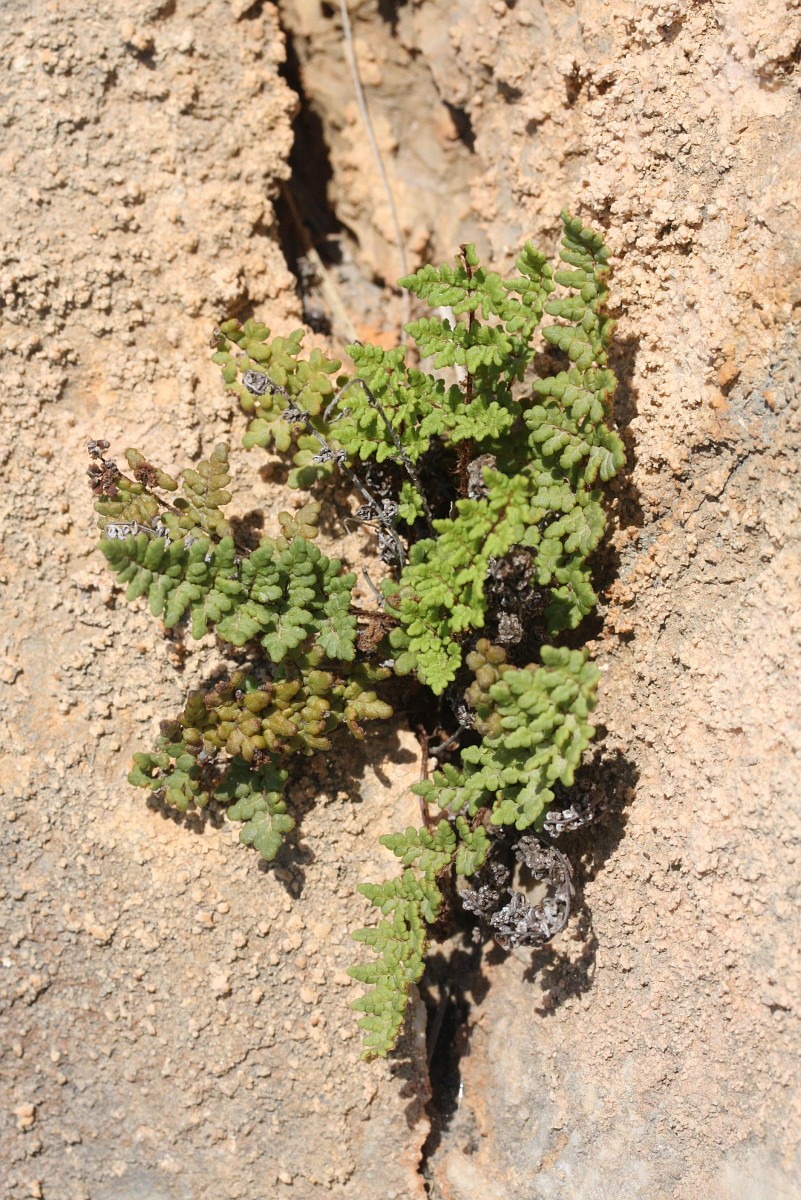 Cheilanthes pteroides
